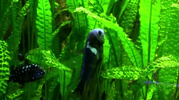 Рыбы среди морских водорослей в аквариуме — стоковое видео