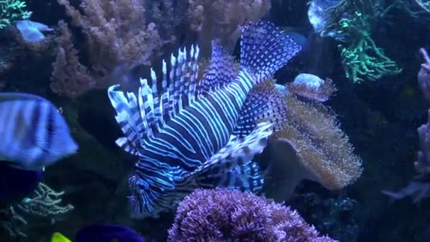 Lionfish tropik deniz — Stok video