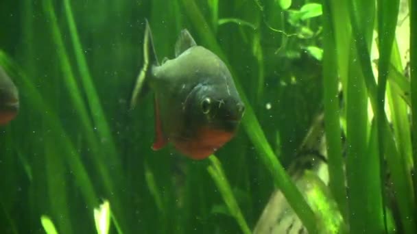 Os peixes entre as algas no aquário — Vídeo de Stock