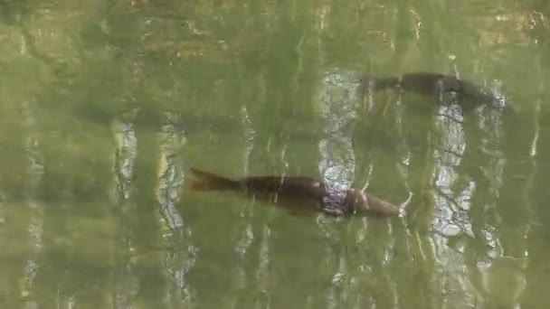 Os peixes em um lago — Vídeo de Stock