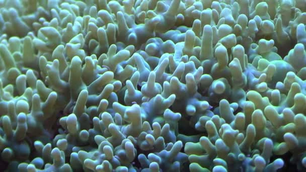 Tentacles of a sea anemone closeup in aquarium — Stock Video