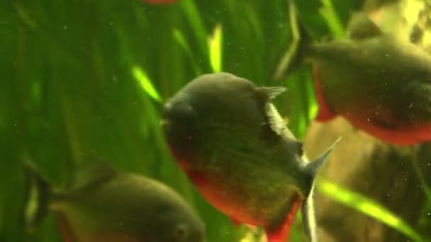 Piranha in het zeewier — Stockvideo