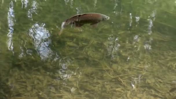 Die Fische in einem Fluss — Stockvideo