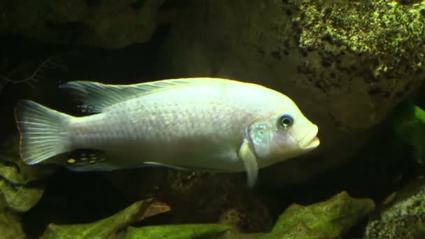 Os peixes em um aquário — Vídeo de Stock