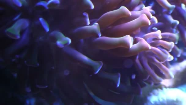 Tentakel einer Seeanemone in Großaufnahme im Aquarium — Stockvideo