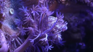 Deniz anemone closeup akvaryum tentacles