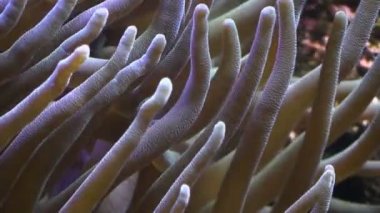 Deniz anemone closeup akvaryum tentacles
