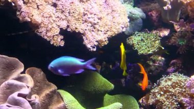 Bir akvaryum balıklar