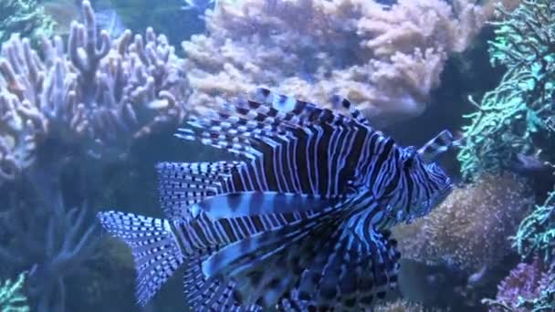 熱帯の海でミノカサゴ — ストック動画