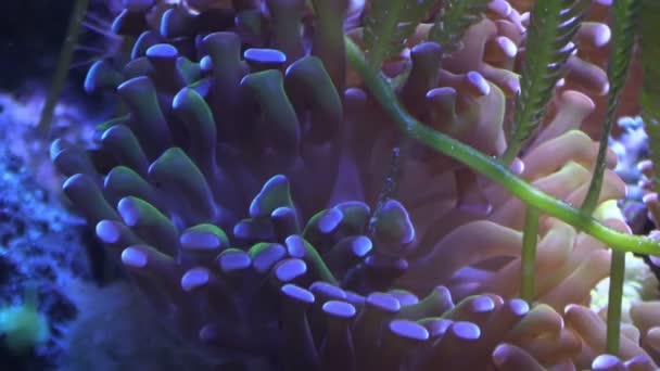 Tentacules d'anémone de mer en gros plan dans l'aquarium — Video