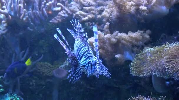 Lionfish tropik deniz — Stok video