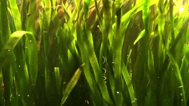 Algues dans l'eau de mer — Video
