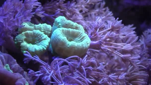 Щупальца морского анемона крупным планом в аквариуме — стоковое видео
