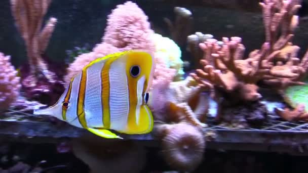 Die Fische im Aquarium — Stockvideo