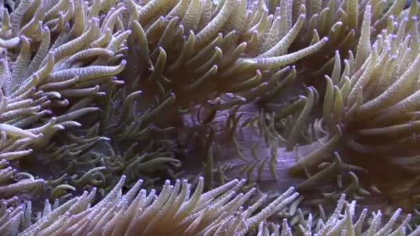 Peces payaso en los tentáculos de la anémona en un acuario — Vídeos de Stock