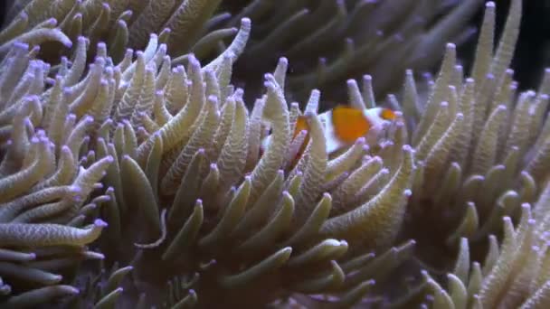 Clown Fish in the anemone tentacles in an aquarium — Stock Video