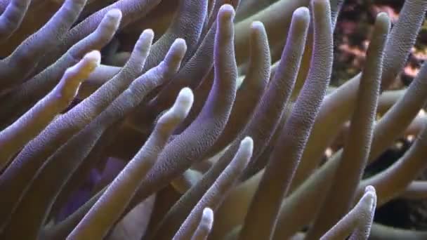 Tentacles of a sea anemone closeup in aquarium — Stock Video