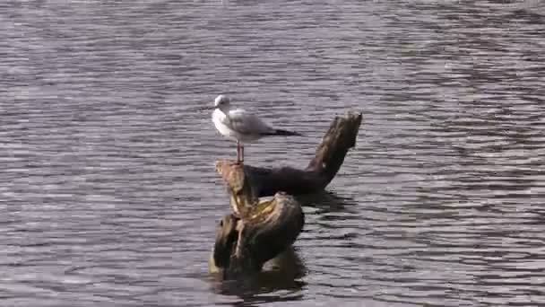 Gaivota em uma árvore velha na lagoa — Vídeo de Stock