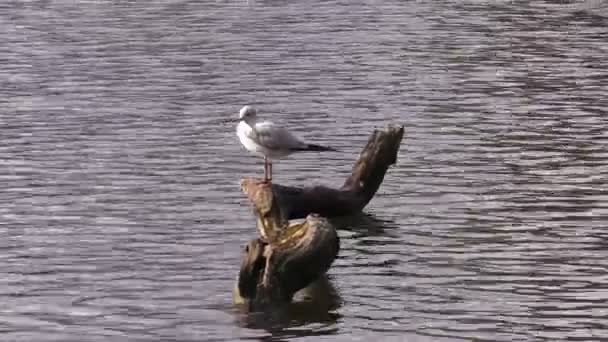 Gaviota en un viejo árbol en estanque — Vídeos de Stock