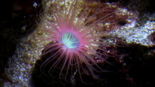 Tentacles of a sea anemone closeup in aquarium — Stock Video