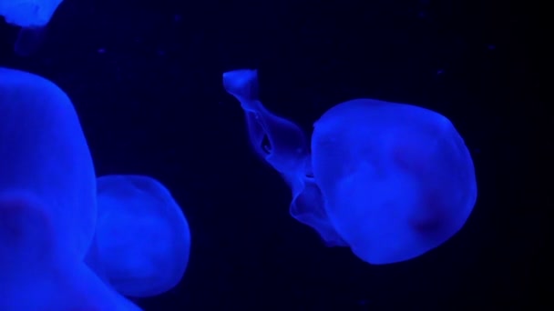 Medusas iluminadas en un acuario — Vídeo de stock