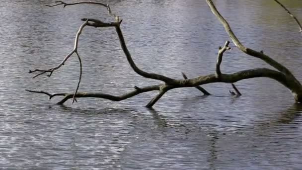 Árvore velha em um lago — Vídeo de Stock