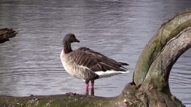 Kacklande gås på en damm — Stockvideo