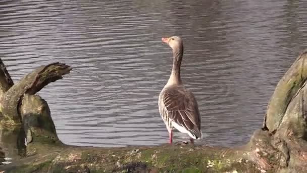 Cackling goose on a pond — Stock Video