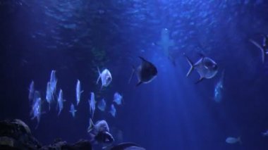 İçinde belgili tanımlık akvaryum sualtı kayalar tarafından yüzen balık