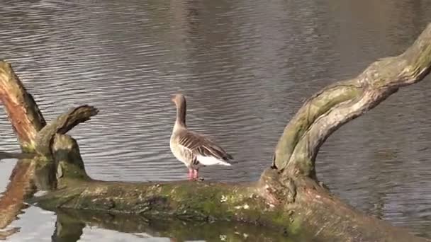 Cackling goose on a pond — Stock Video