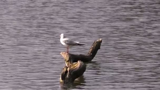 Gaviota en un viejo árbol en estanque — Vídeo de stock