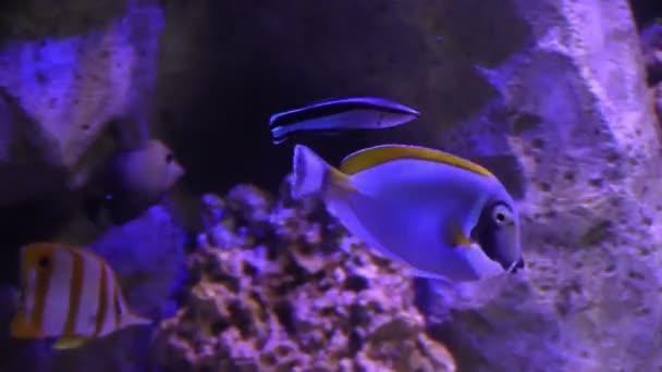 Bir akvaryum balıklar — Stok video