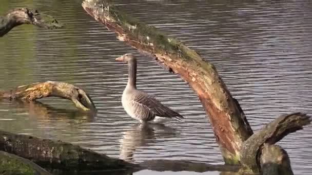 Cackling goose on a pond — Stock Video