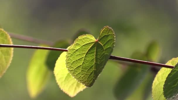 Hojas de primavera en una rama en el bosque — Vídeos de Stock