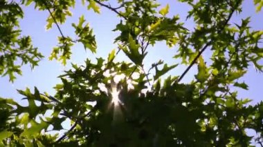 Ağaç dalları gökyüzü güneş ışığı altında