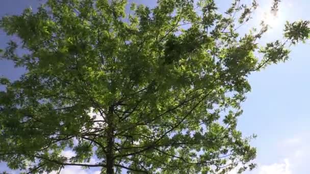 Branches d'arbres dans la lumière du soleil contre le ciel — Video