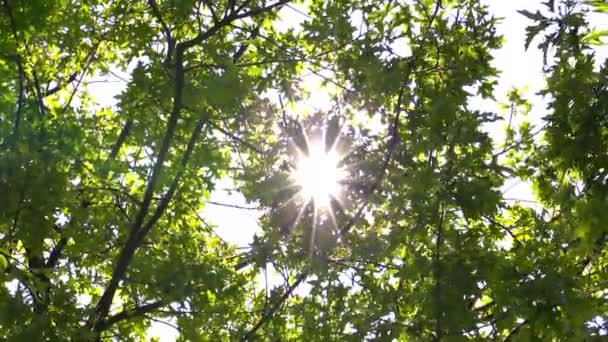 Branches d'arbres dans la lumière du soleil contre le ciel — Video