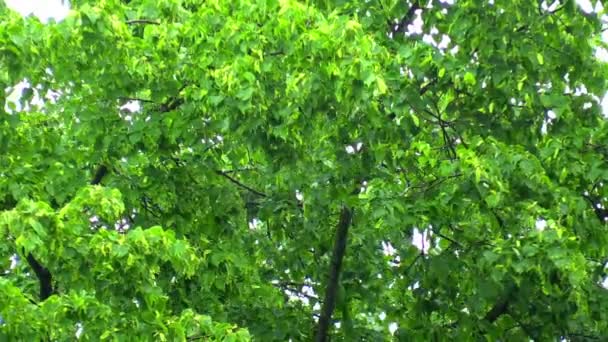 Zelené větve stromu v dešti — Stock video