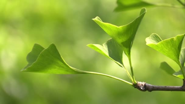 Ginkgo blad i skogen i solljus — Stockvideo