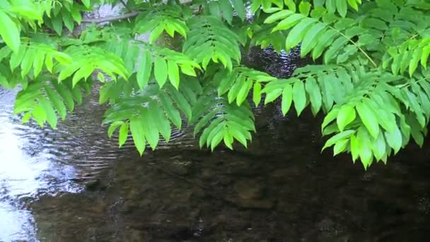 Потік в лісі і співочі птахи — стокове відео