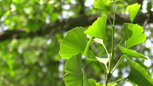 Ginkgo blad i skogen i solljus — Stockvideo