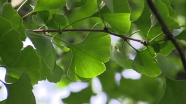 Ginkgo orman güneş ışığı altında bırakır