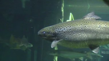 Fisches bir akvaryum