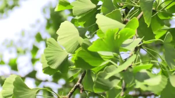 Ginkgo hojas en el bosque a la luz del sol — Vídeos de Stock