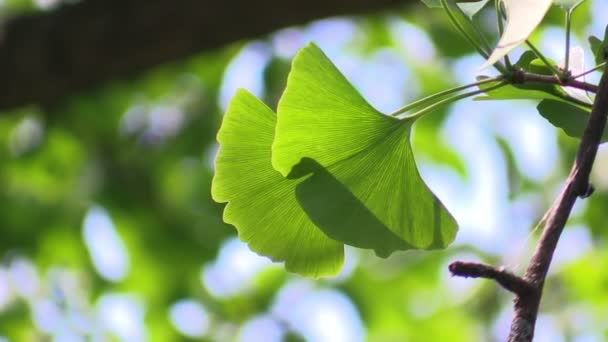 Листья гинкго в лесу на солнце — стоковое видео