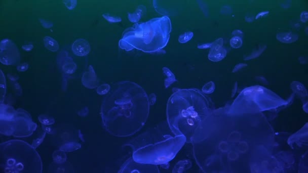 Jellyfishes στο ενυδρείο — Αρχείο Βίντεο