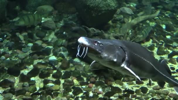 Steur in aquarium — Stockvideo