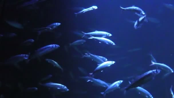 School van vissen in een aquarium — Stockvideo