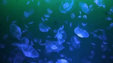 Bir akvaryum jellyfishes