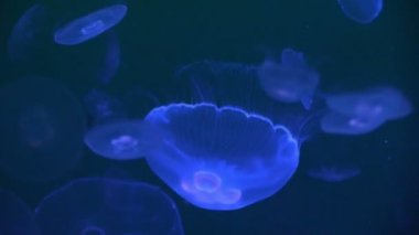 Bir akvaryum jellyfishes